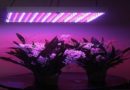 flower LED grow lights